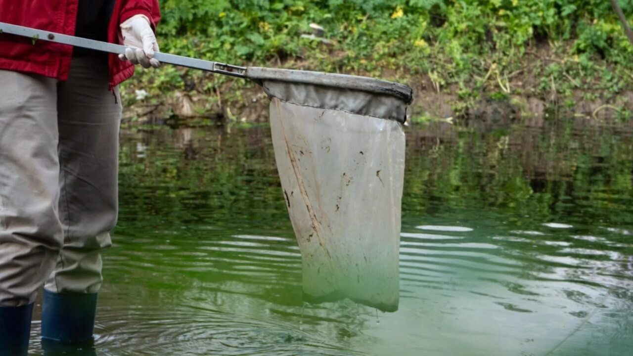 LAS INTENSAS LLUVIAS DE FEBRERO, POSIBLES CAUSANTES DE LA MORTANDAD DE PECES EN EL RÍO CARCARAÑÁ