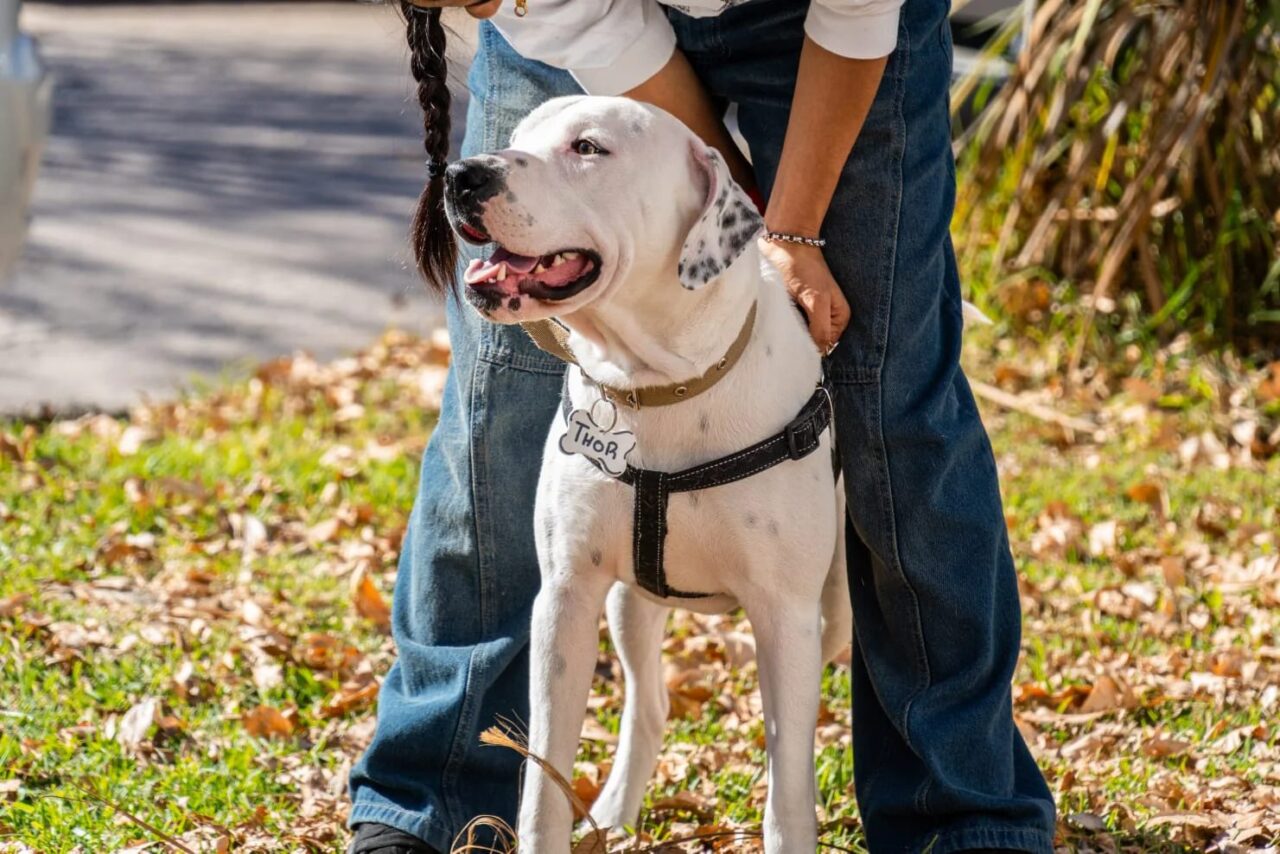 ARMSTRONG: 70 CASTRACIONES Y 100 VACUNAS EN NUEVA JORNADA DE BIENESTAR ANIMAL